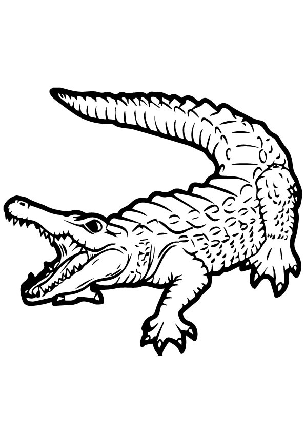 alligator-ausmalbild-0038-q2