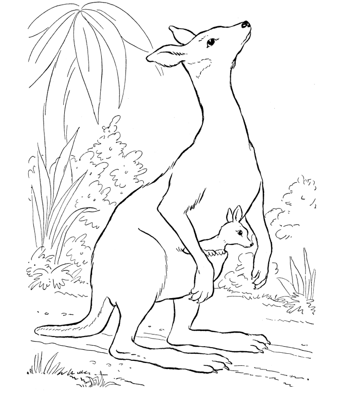 kangaroo-ausmalbild-0027-q1