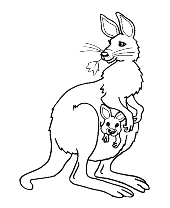 kangaroo-ausmalbild-0037-q1