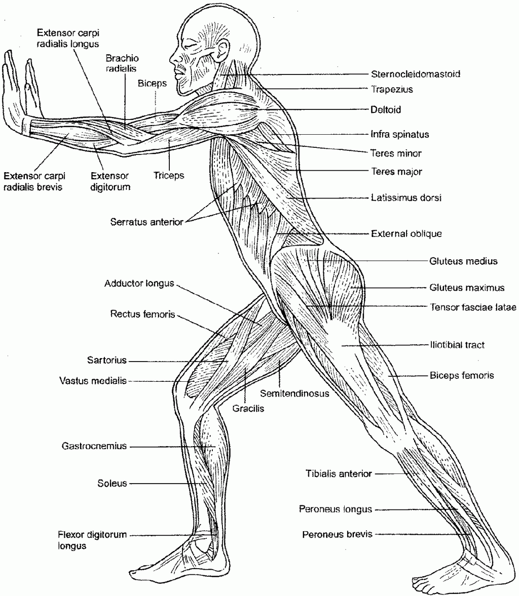 anatomie-ausmalbild-0006-q1