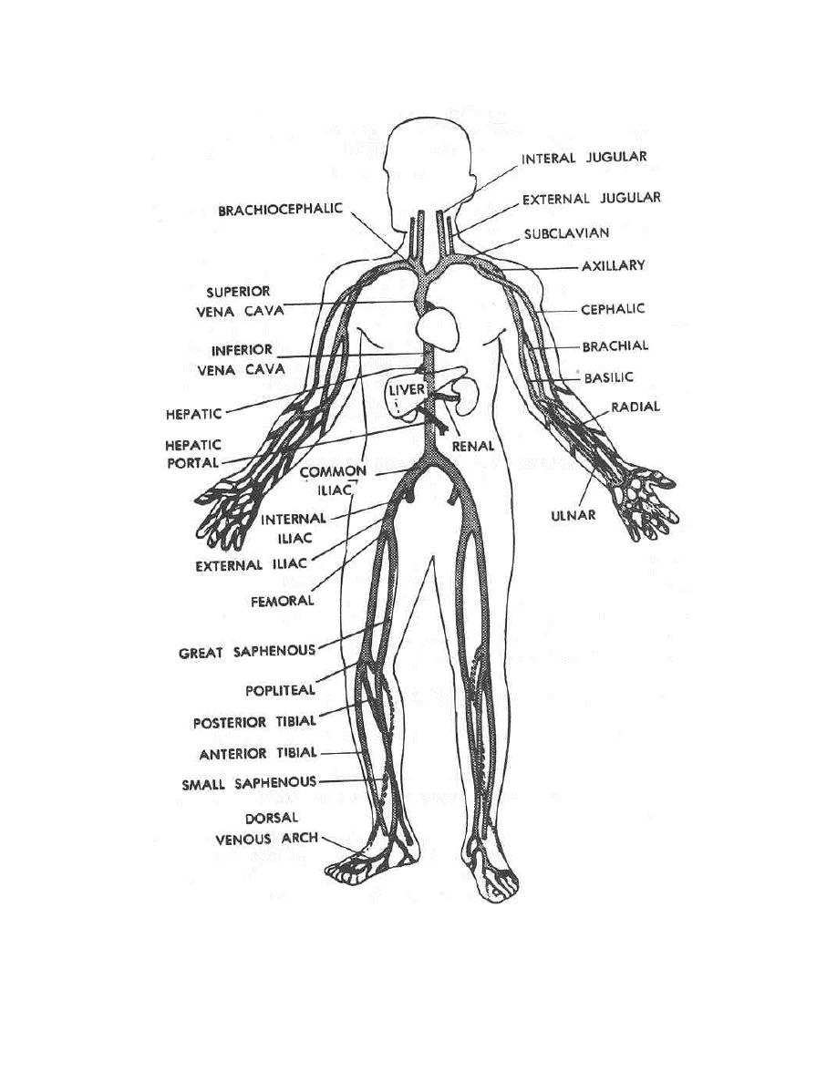 anatomie-ausmalbild-0020-q1