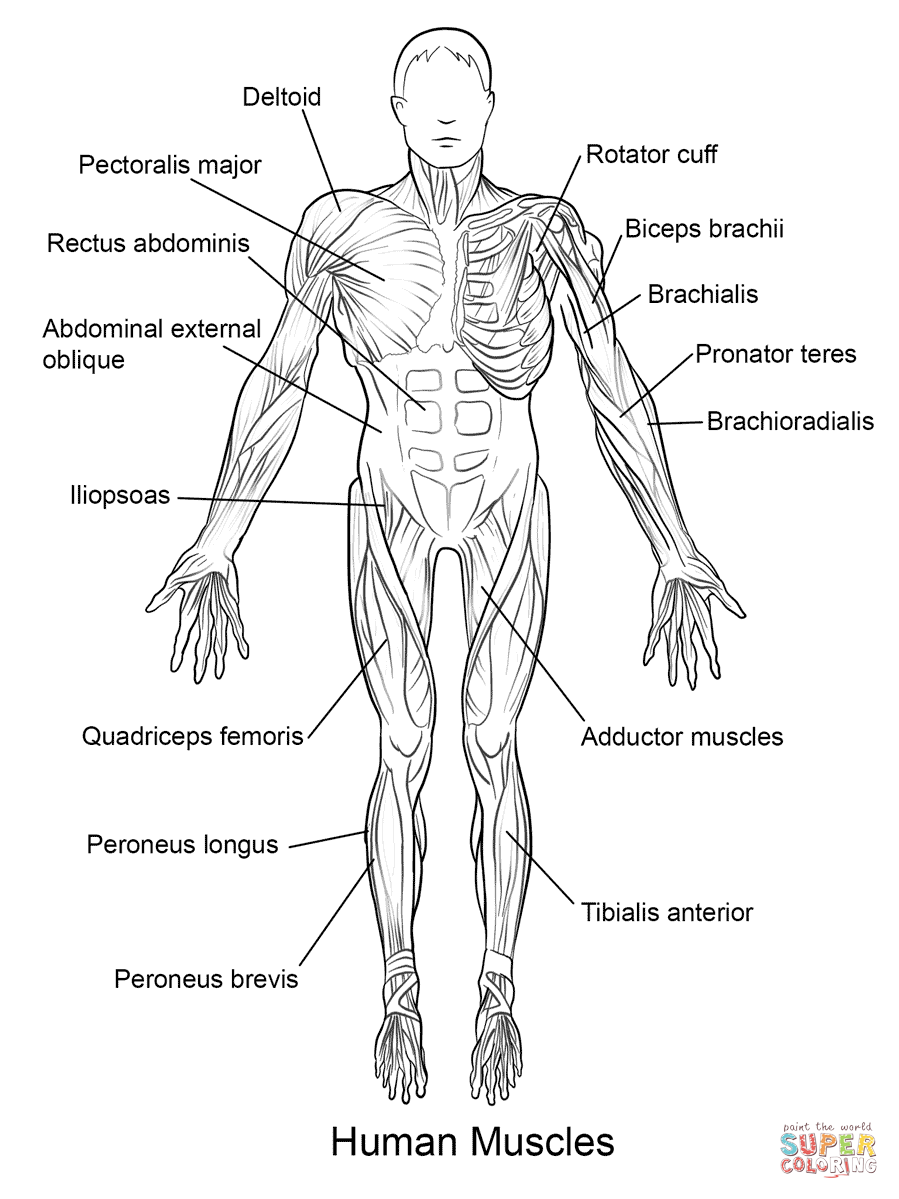 anatomie-ausmalbild-0034-q1