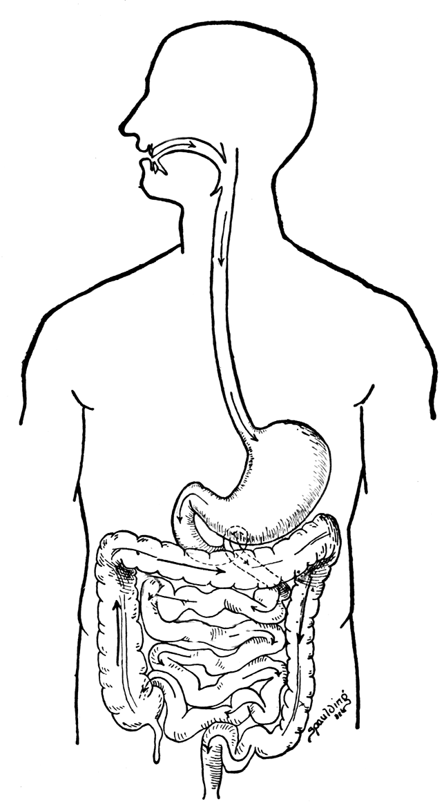 Anatomie Ausmalbilder & Malvorlagen 100 KOSTENLOS Anatomie Ausmalbilder & Malvorlagen 100 KOSTENLOS