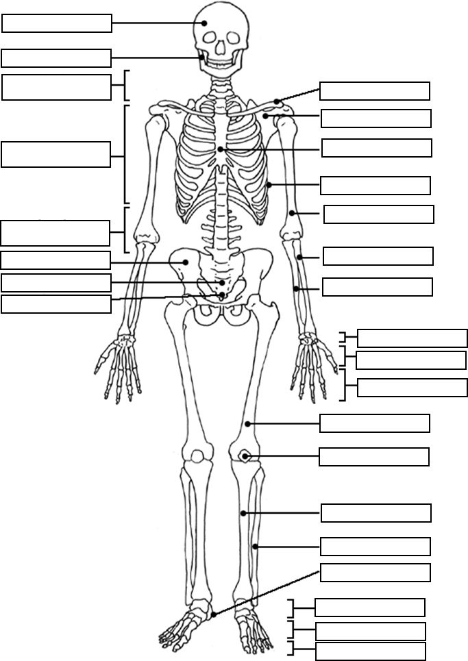 anatomie-ausmalbild-0036-q1