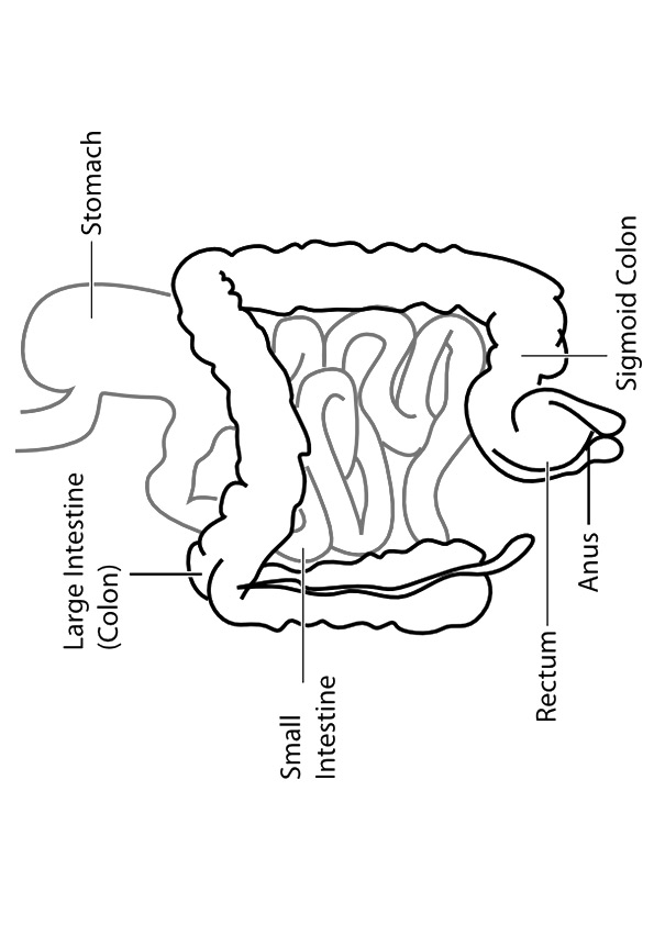 Anatomie Ausmalbilder & Malvorlagen 100 KOSTENLOS Anatomie Ausmalbilder & Malvorlagen 100 KOSTENLOS