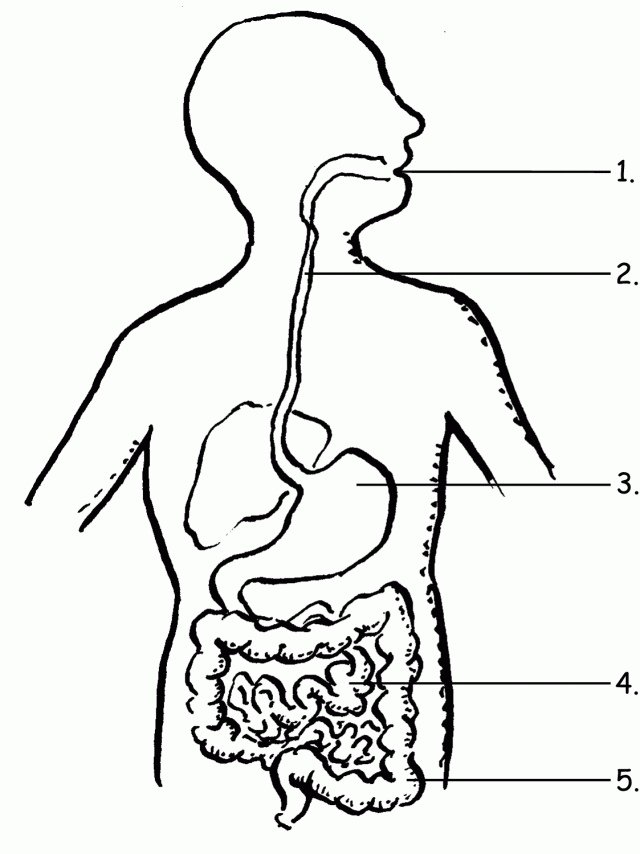 Anatomie Bilder Kostenlos Anatomie Ausmalbilder And Malvorlagen 100