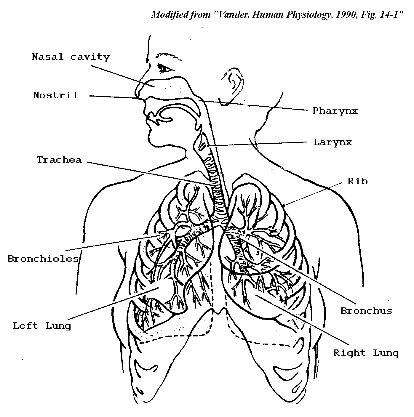 Anatomie Ausmalbilder & Malvorlagen 100 KOSTENLOS Anatomie Ausmalbilder & Malvorlagen 100 KOSTENLOS