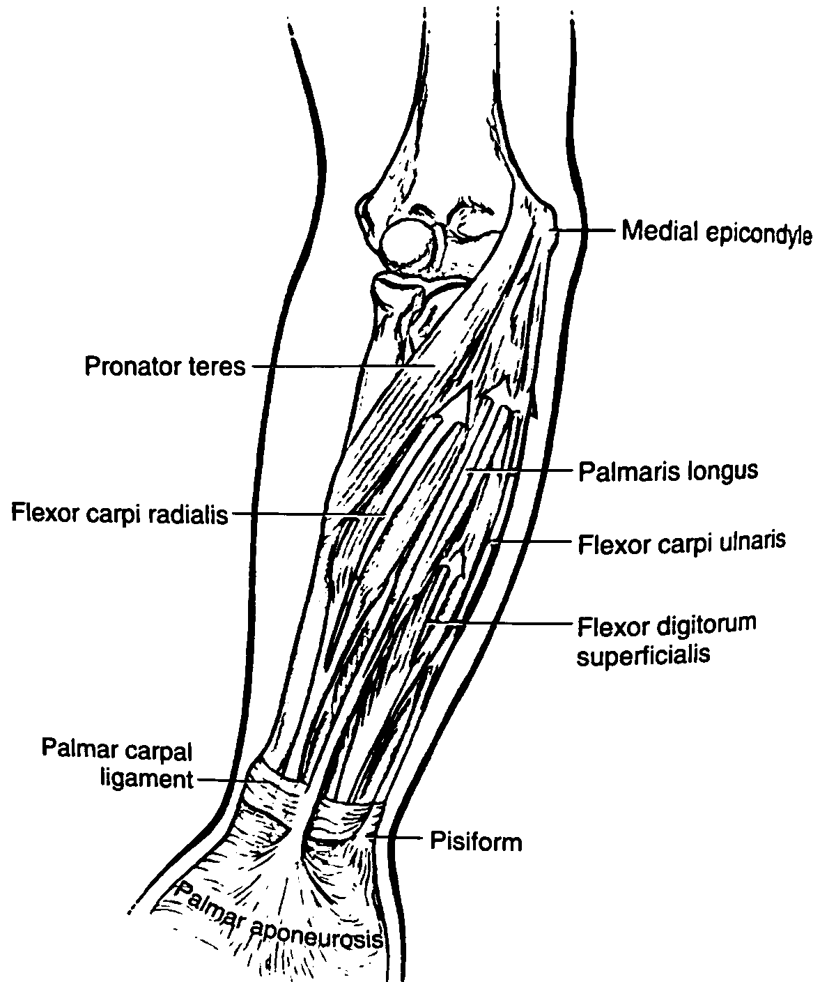 Anatomie Ausmalbilder & Malvorlagen 100 KOSTENLOS Anatomie Ausmalbilder & Malvorlagen 100 KOSTENLOS