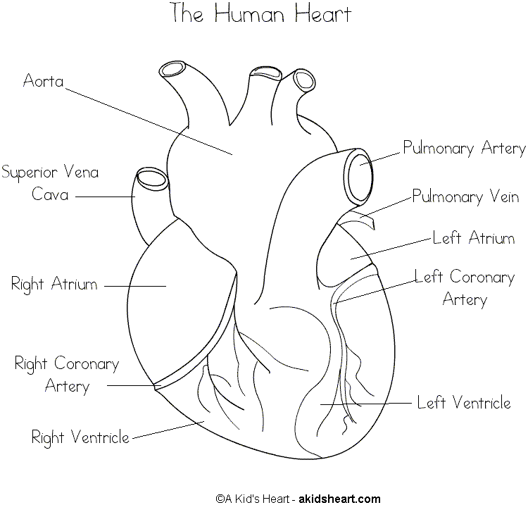 biologie-ausmalbild-0002-q1