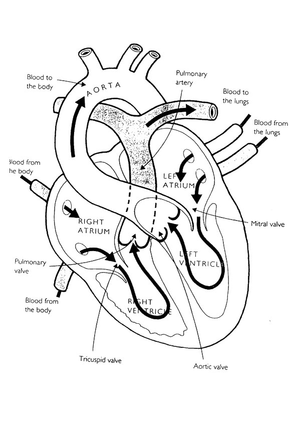 Biologie Ausmalbilder &amp; Malvorlagen 100 KOSTENLOS