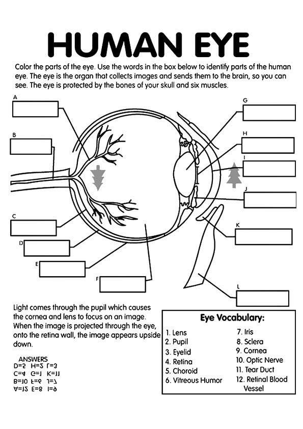 Printable Anatomy Coloring Pages