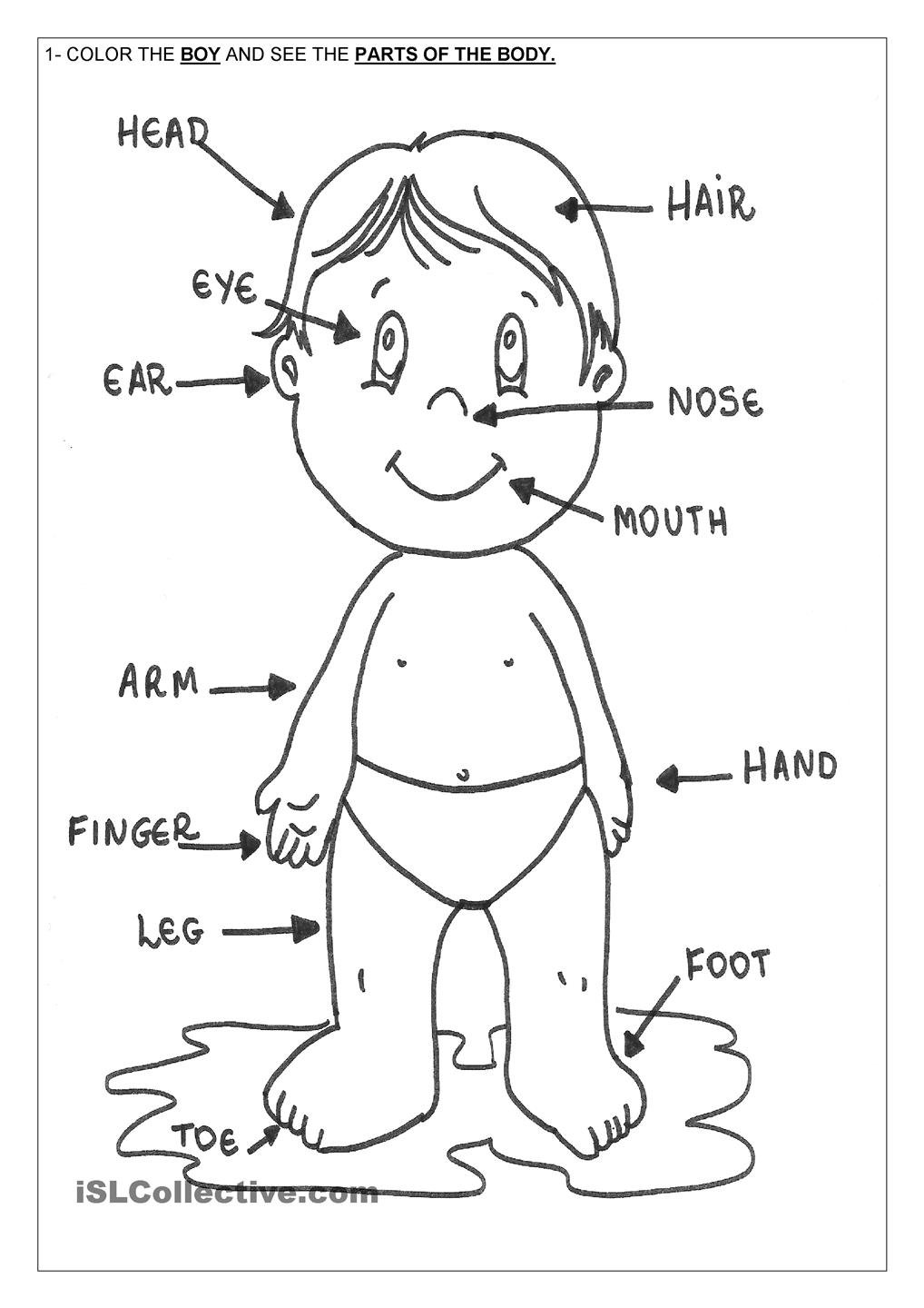 Malvorlage biologie Idea