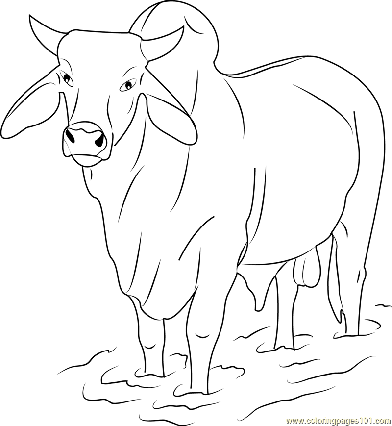 Stier Ausmalbild