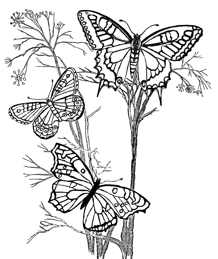 Schmetterling Ausmalbilder &amp; Malvorlagen 100 KOSTENLOS