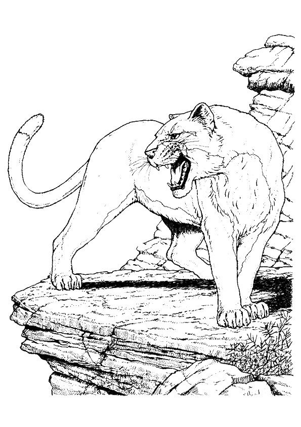 Puma