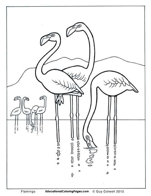 flamingo-ausmalbild-0032-q1