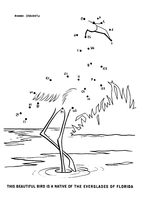 flamingo-ausmalbild-0043-q2