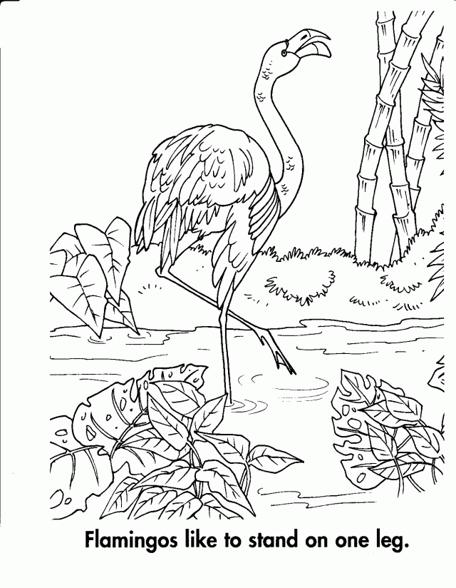 flamingo-ausmalbild-0051-q1