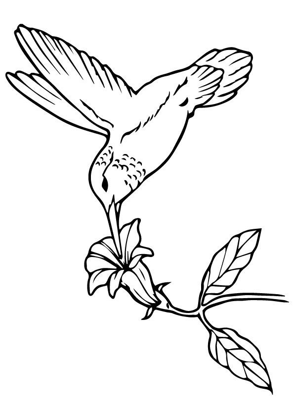kolibri-ausmalbild-0008-q2