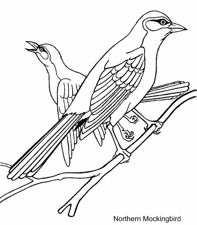 kolibri-ausmalbild-0020-q1