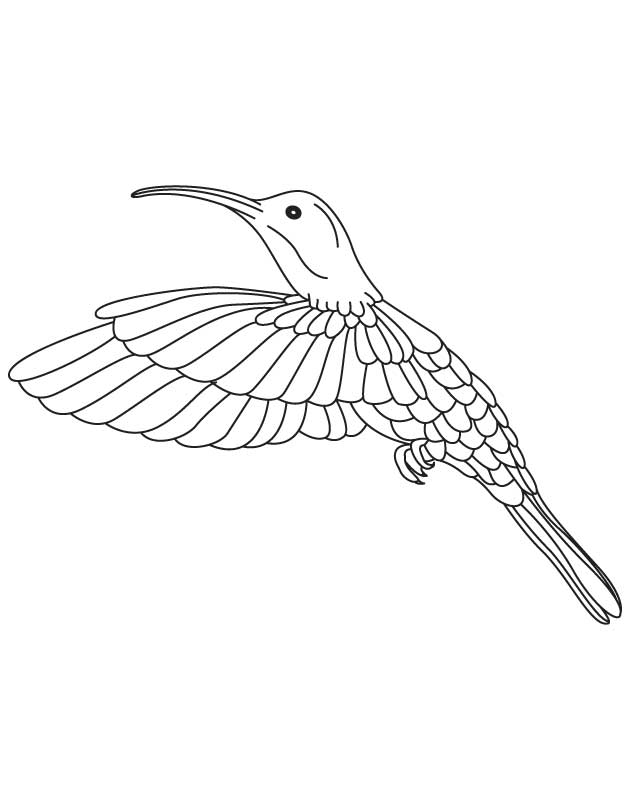 kolibri-ausmalbild-0023-q1