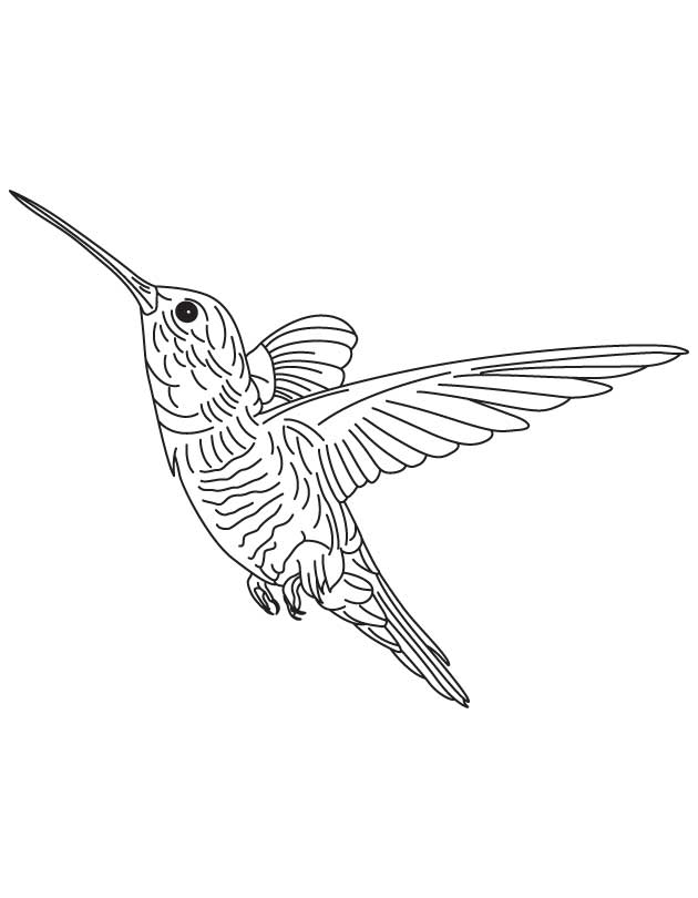 kolibri-ausmalbild-0024-q1