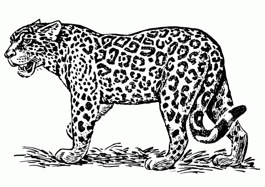 jaguar-ausmalbild-0005-q1