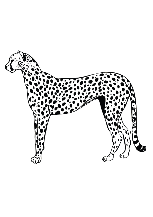 leopard-ausmalbild-0010-q2