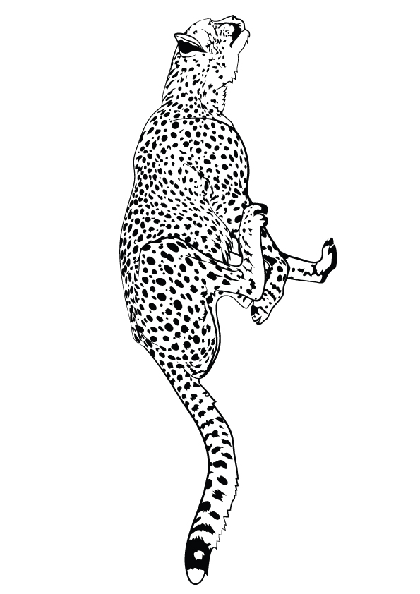 leopard ausmalbilder  malvorlagen  100 kostenlos