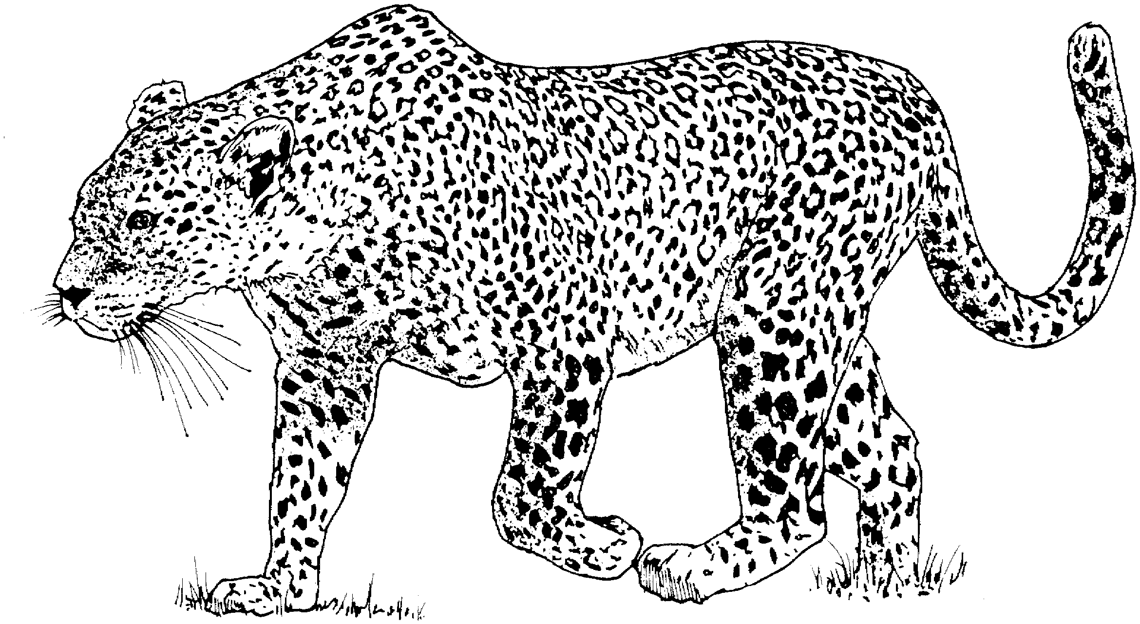 leopard-ausmalbild-0017-q1