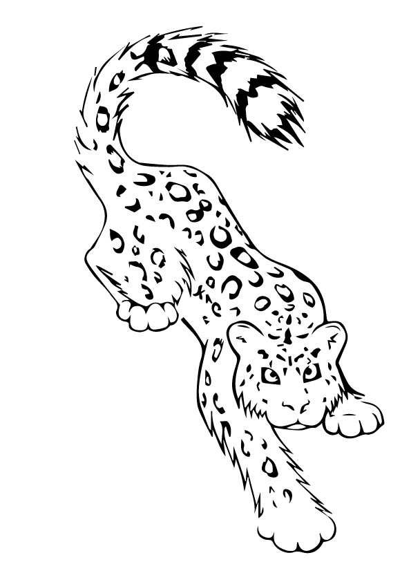 leopard-ausmalbild-0032-q2