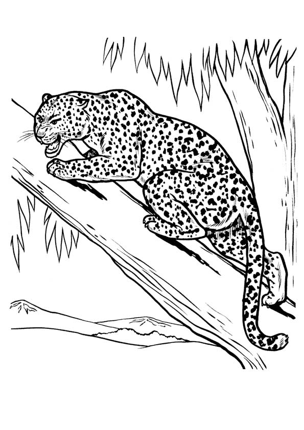 leopard-ausmalbild-0033-q2