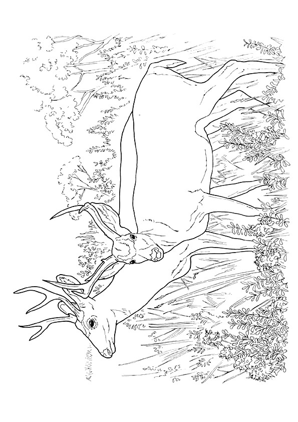elch-ausmalbild-0048-q2