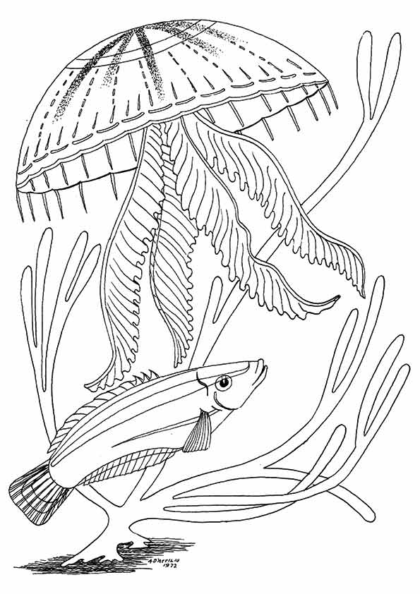 ozean-meer-ausmalbild-0043-q2