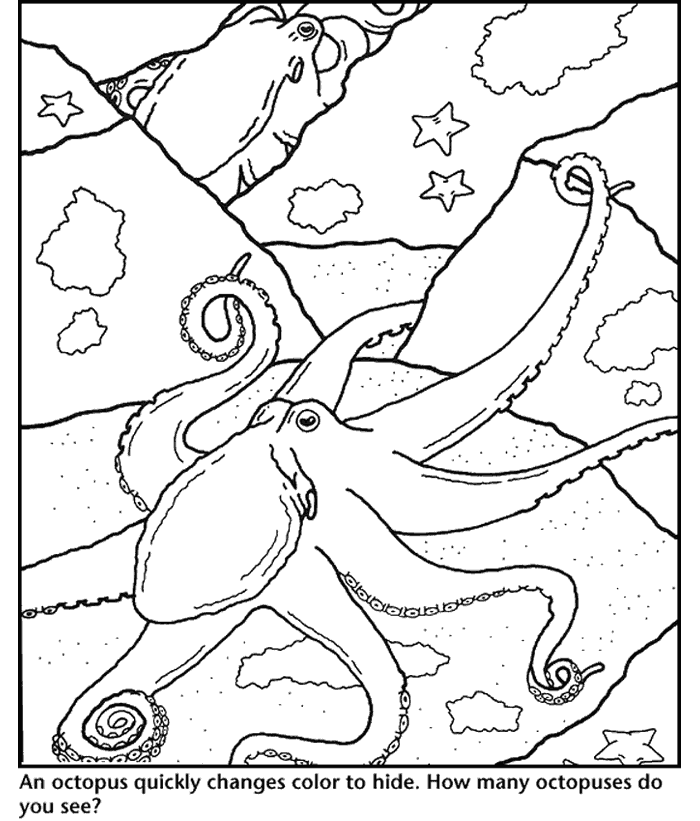 oktopus-tintenfisch-ausmalbild-0034-q1