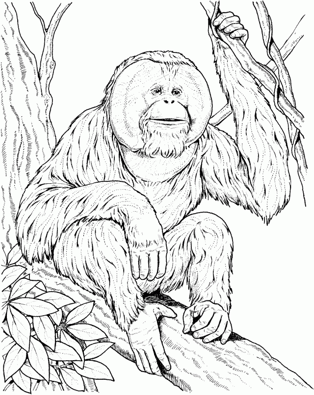 orangutan-ausmalbild-0006-q1