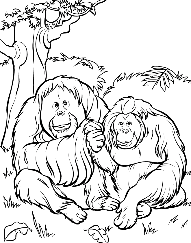 orangutan-ausmalbild-0009-q1