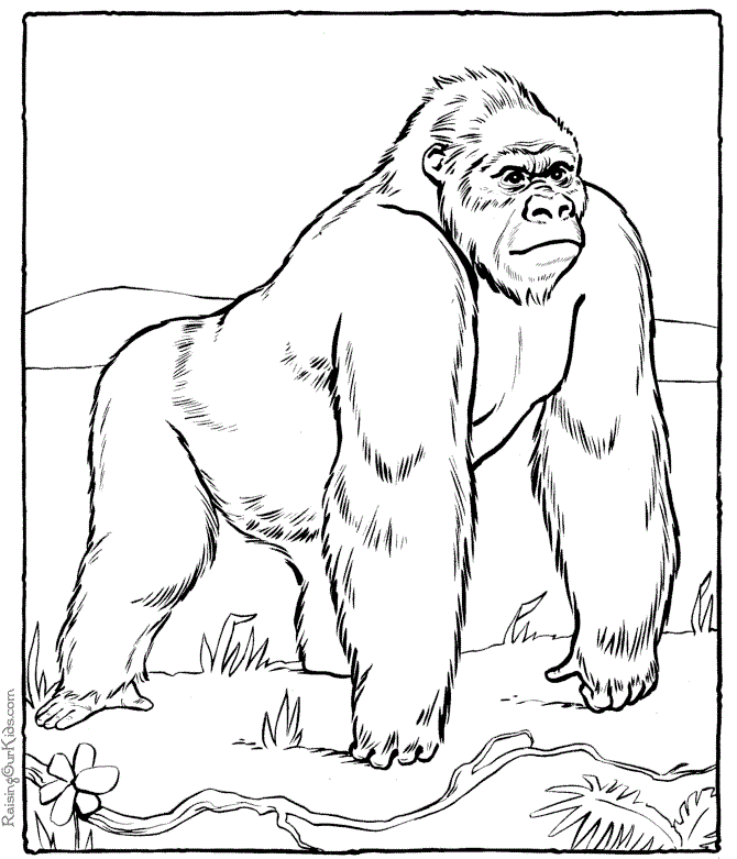 orangutan-ausmalbild-0028-q1