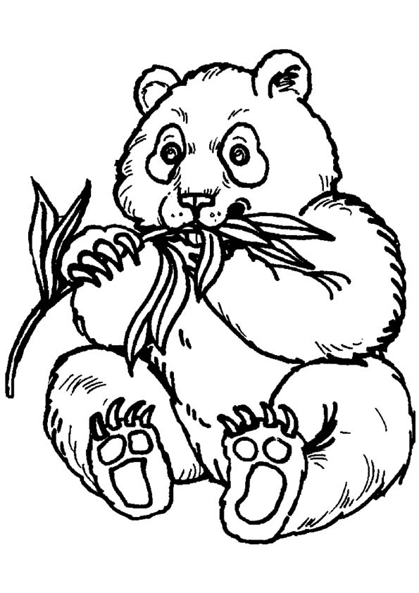 panda-ausmalbild-0033-q2