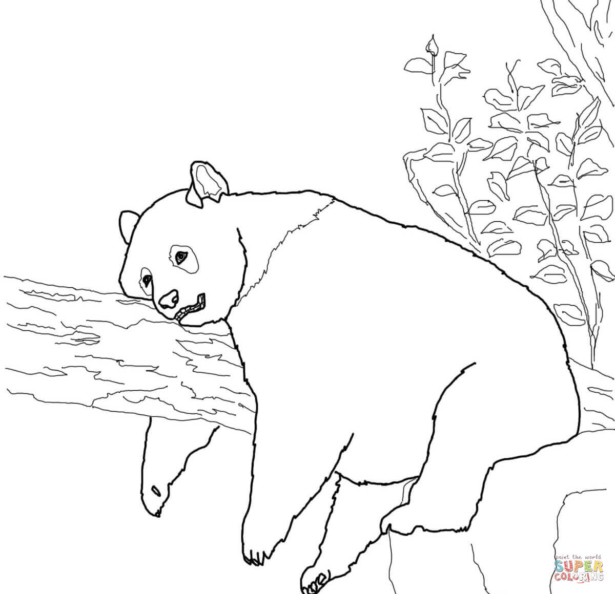 panda-ausmalbild-0037-q1