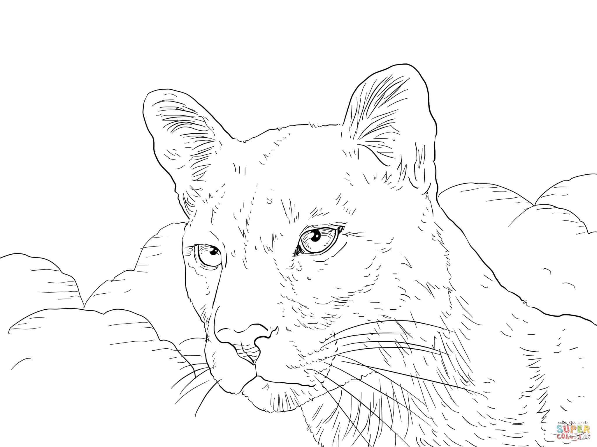 Panter