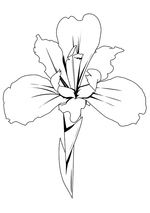 pflanze-ausmalbild-0049-q2