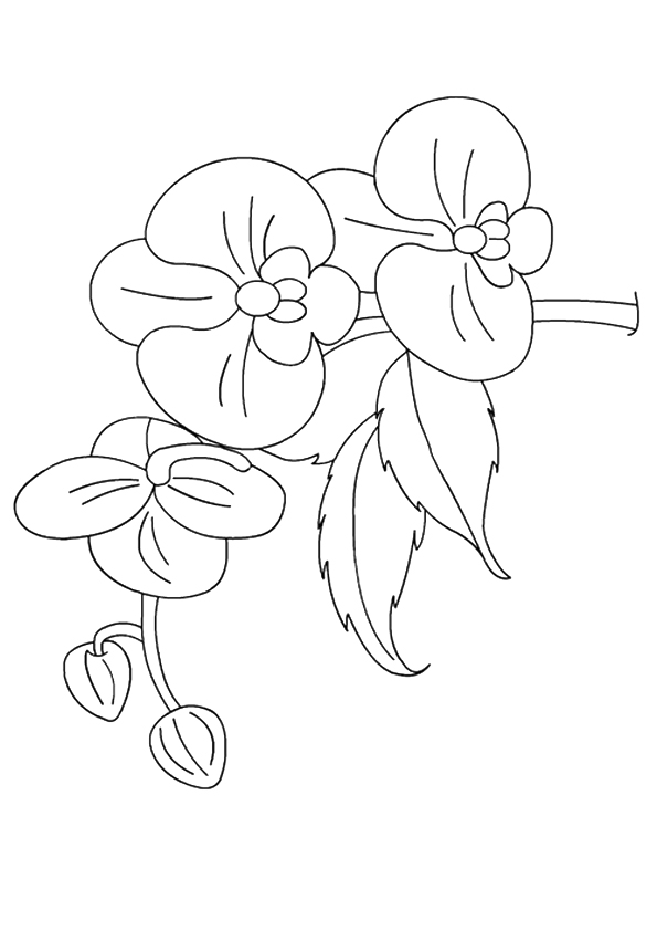 pflanze-ausmalbild-0054-q2