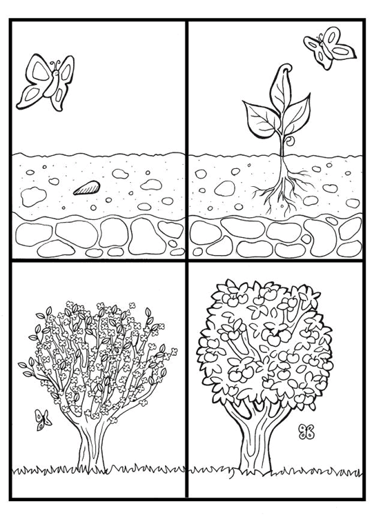 pflanze-ausmalbild-0056-q3