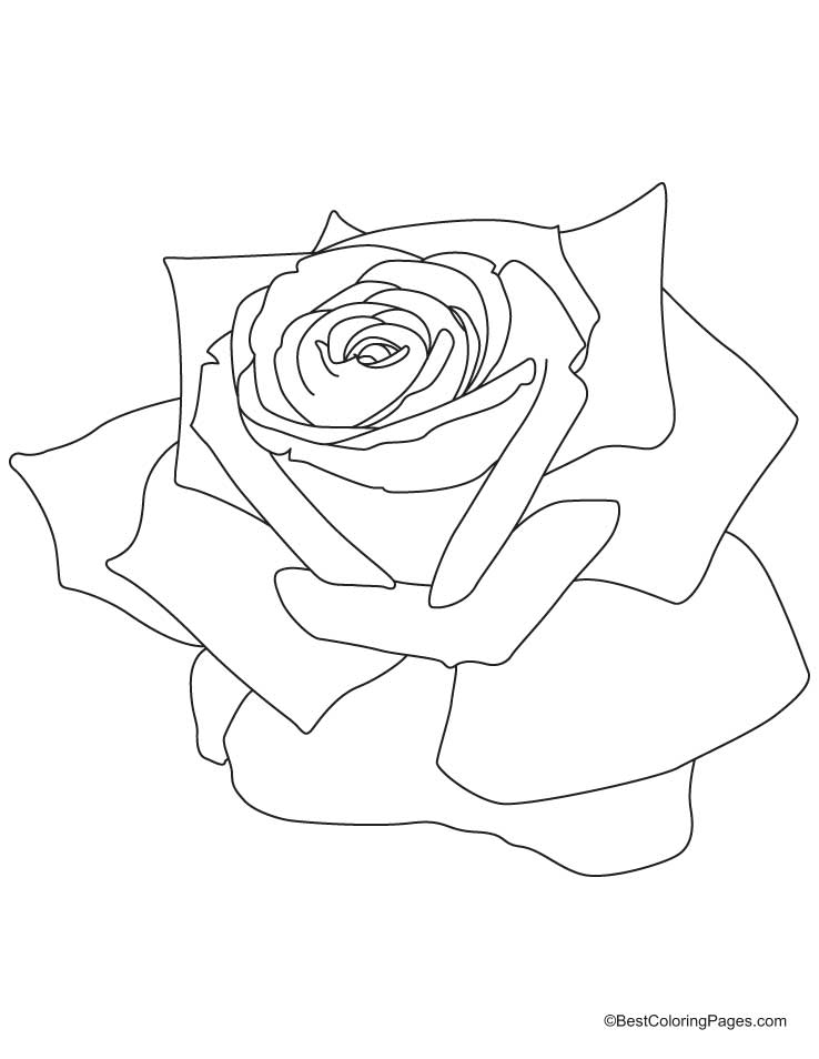 rose-ausmalbild-0011-q1
