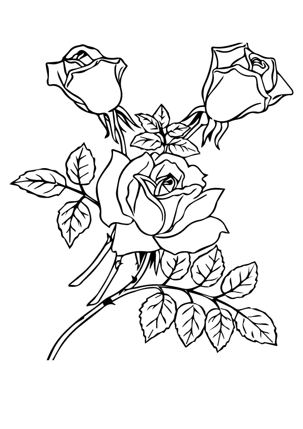 rose-ausmalbild-0035-q2