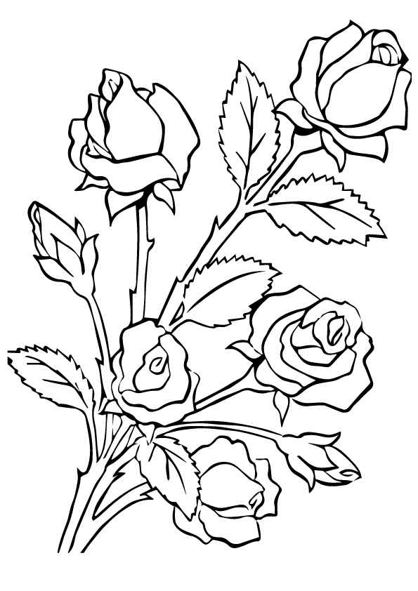 rose-ausmalbild-0041-q2