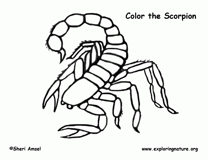 skorpion-ausmalbild-0010-q1