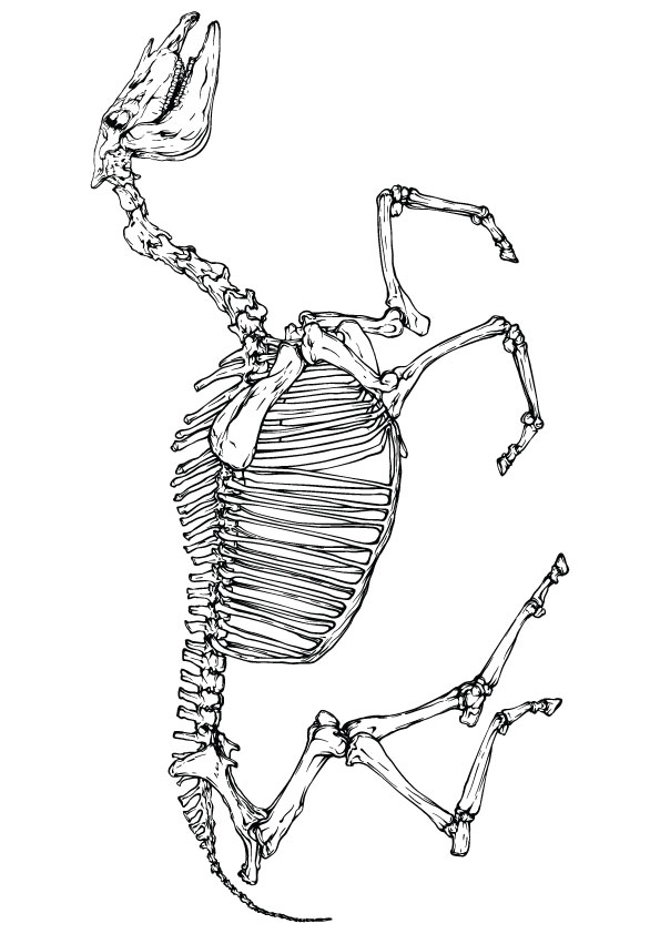 skelett-ausmalbild-0029-q2