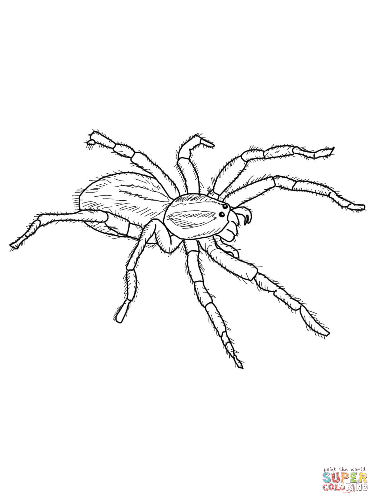 spinne-ausmalbild-0025-q1